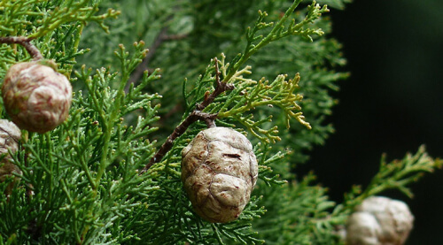 Artikkelikuva